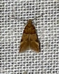 Theisoa constrictella