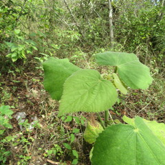 Malvaceae