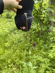 Cirsium schantarense