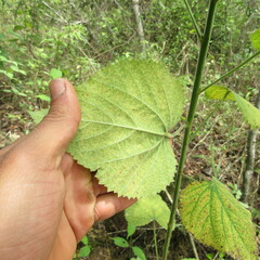 Malvaceae