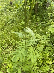 Cirsium schantarense