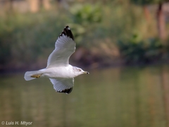 Larus delawarensis