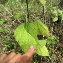 Malvaceae