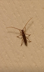 Aneflomorpha lineare