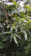 Lithocarpus amygdalifolius