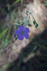Linum lewisii