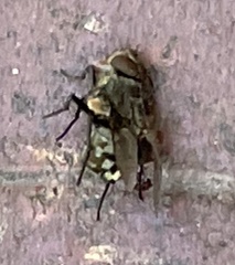 Polleniidae