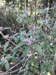 Callicarpa randaiensis
