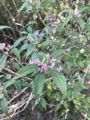 Callicarpa randaiensis