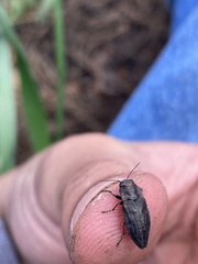 Phaenops