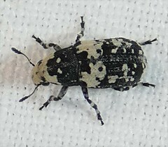 Euparius lugubris