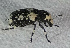 Euparius lugubris