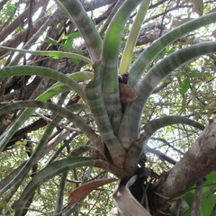 Tillandsia flexuosa