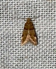 Theisoa constrictella