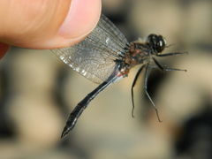 Leucorrhinia proxima