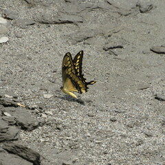 Papilionini