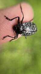 Cypherotylus californicus