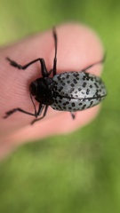 Cypherotylus californicus