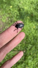 Cypherotylus californicus