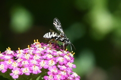 Triepeolus subnitens