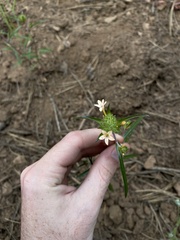 Collomia grandiflora