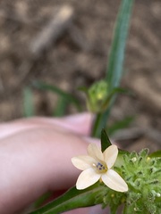 Collomia grandiflora