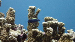 Labropsis xanthonota