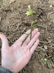 Collomia grandiflora