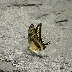 Papilionini