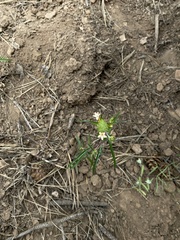 Collomia grandiflora