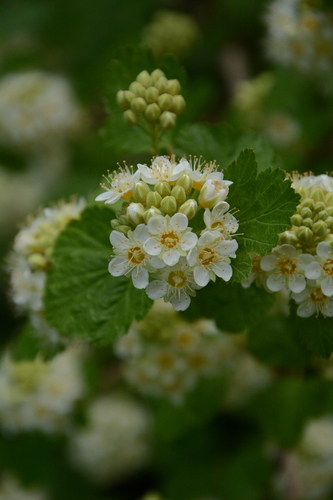 mallow ninebark (Physocarpus malvaceus)