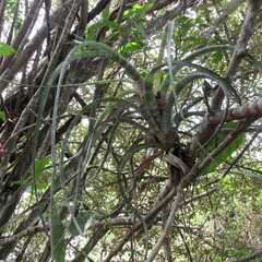 Tillandsia flexuosa