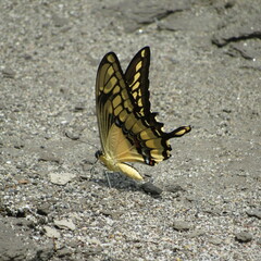 Papilionini