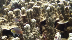 Pycnochromis acares