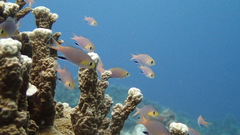 Pycnochromis acares
