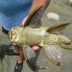 Hypostomus