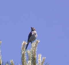 Aphelocoma californica