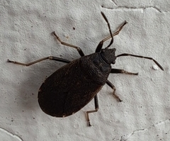 Pyrrhocoris sinuaticollis
