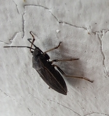 Pyrrhocoris sinuaticollis