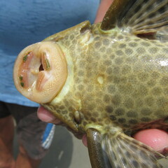 Hypostomus