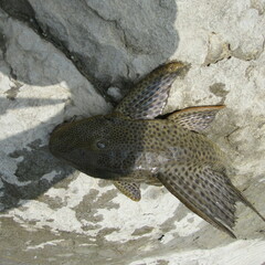 Hypostomus