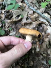 Lactarius peckii