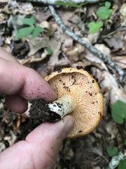Lactarius peckii