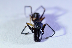 Myrmarachne inermichelis