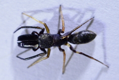 Myrmarachne inermichelis