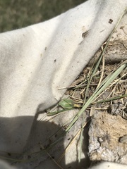 Chlorochroa faceta