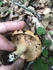 Lactarius peckii