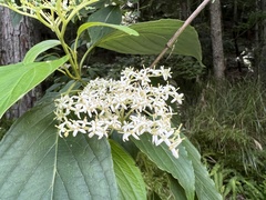 Cornus macrophylla