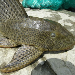 Hypostomus
