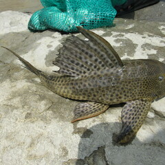 Hypostomus